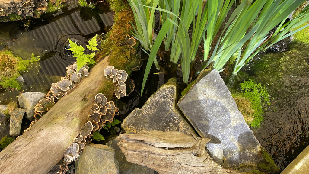 Vand i haven fremmer biodiversiteten