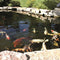 Bassinfolie 1,0mm EPDM i 4,50 m bredde